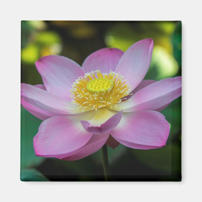Íman Flor de lótus em flor, Indonésia (Frente)