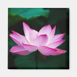 Íman Flor de Lotus Rosa