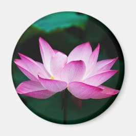 Íman Flor de Lotus Rosa