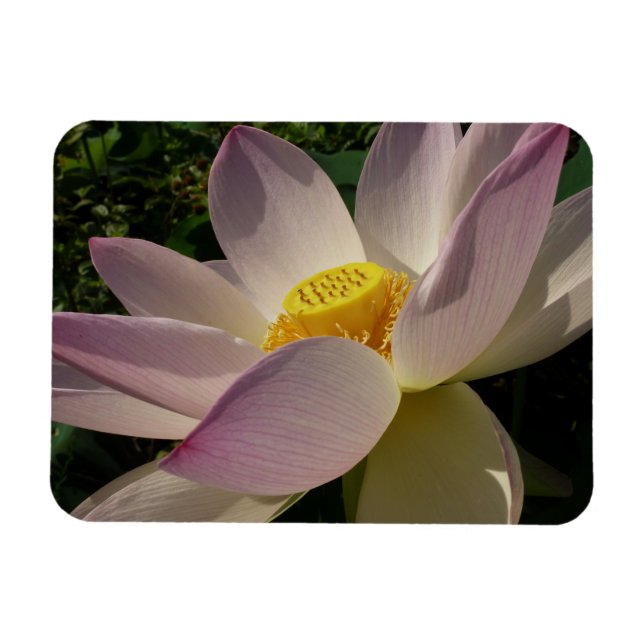 Íman Flor de Lótus Rosa III Floral de Verão (Horizontal)