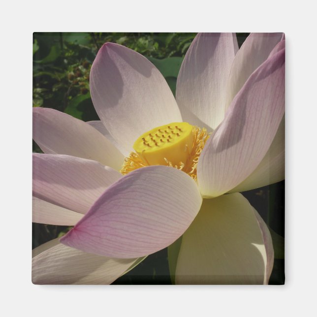 Íman Flor de Lotus Rosa III Verão Floral (Frente)