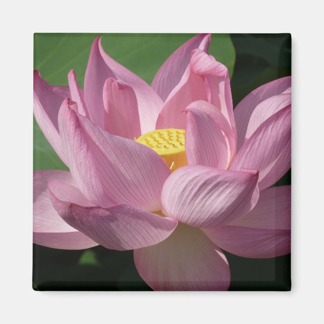 Íman Flor de Lotus Rosa IV (Frente)