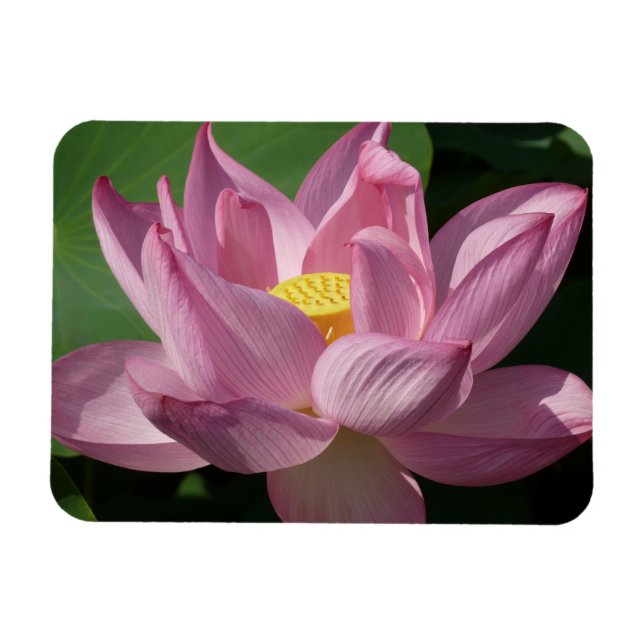 Íman Flor de Lotus Rosa IV (Horizontal)
