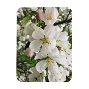 Íman Flor de maçã