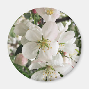 Íman Flor de maçã