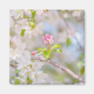 Íman Flor de maçã - Beleza