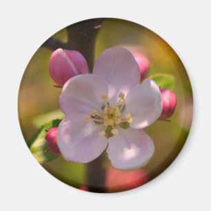 Íman Flor de Maçã na Primavera