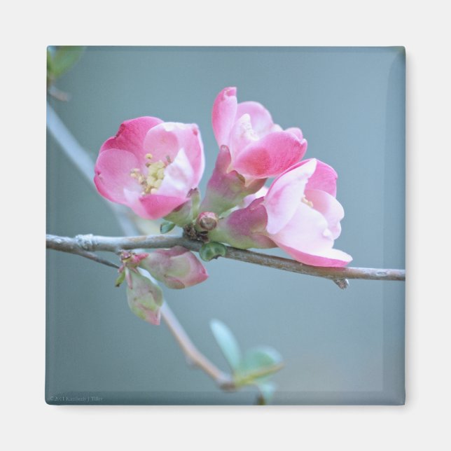 Íman Flor de Maçã #P0358 (Frente)