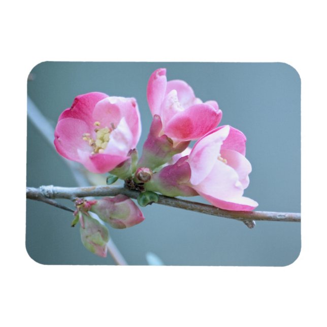 Íman Flor de Maçã #P0358 (Horizontal)