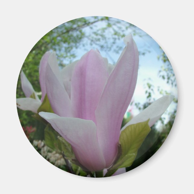 Íman flor de magnólia (Frente)