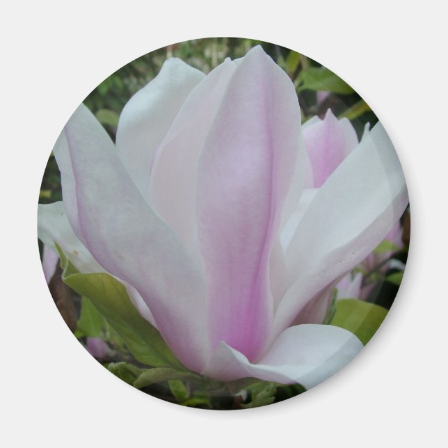 Íman flor de magnólia (Frente)