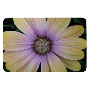 Íman Flor de margarida amarela e púrpura