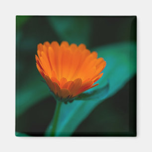 Íman Flor de margarida laranja