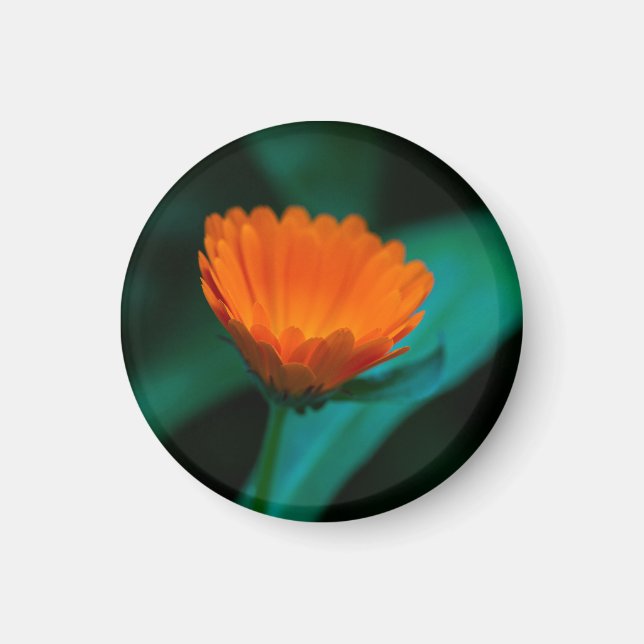 Íman Flor de margarida laranja (Frente)