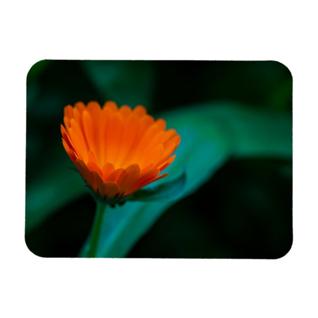 Íman Flor de margarida laranja (Horizontal)