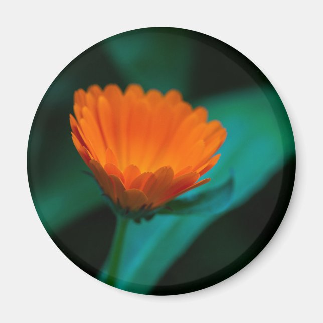 Íman Flor de margarida laranja (Frente)
