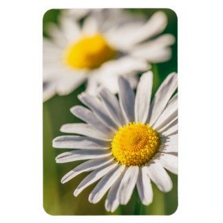 Íman Flor de margarida-prada