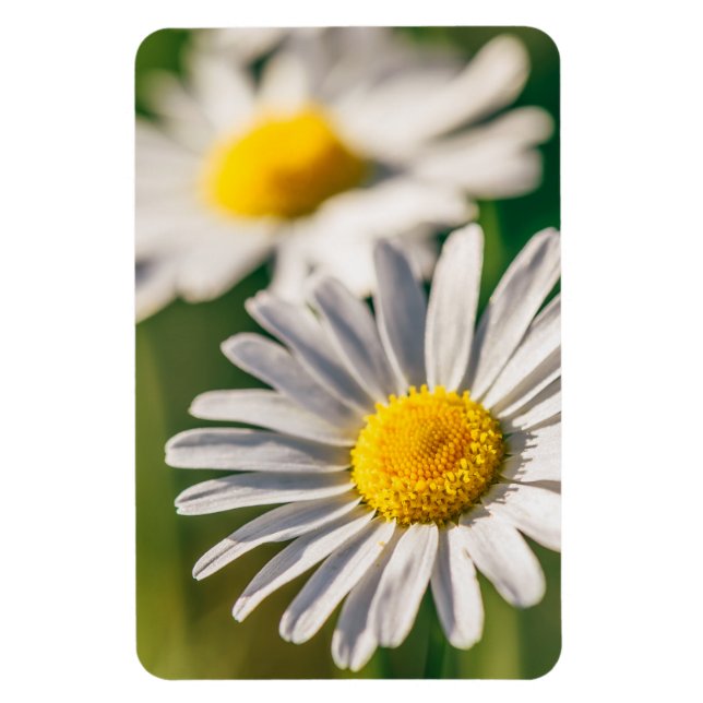 Íman Flor de margarida-prada (Vertical)
