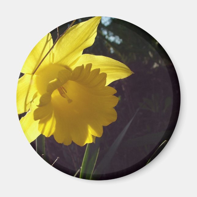 Íman flor de narciso amarelo na luz do sol (Frente)
