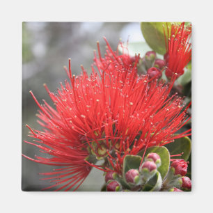 Íman Flor de Ohia Lehua