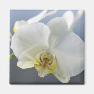 Íman Flor de Orquídea Branca