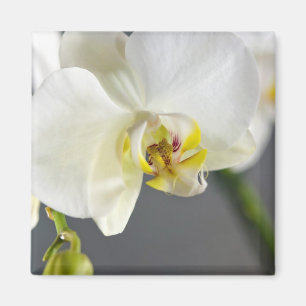 Íman Flor de Orquídea Branca