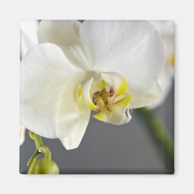 Íman Flor de Orquídea Branca (Frente)