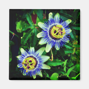 Íman Flor de Paixão