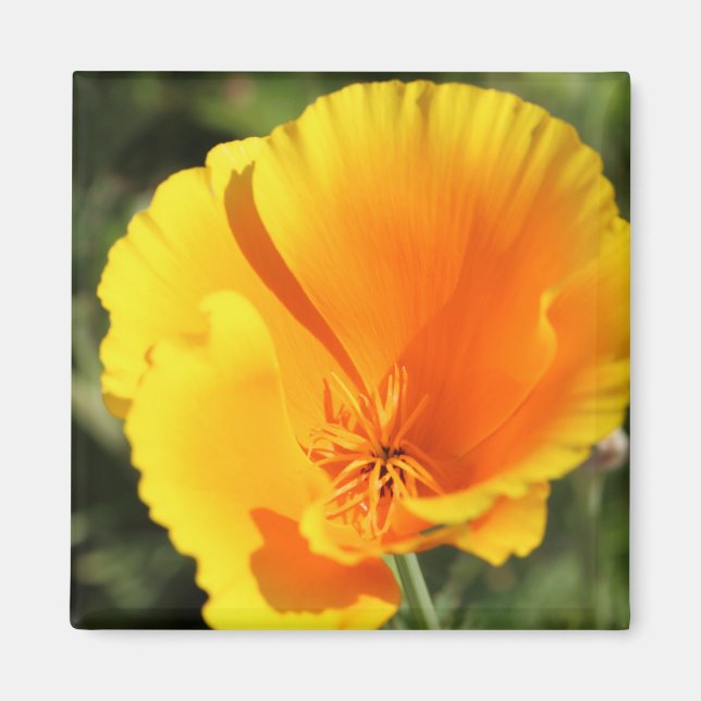 Íman Flor de papoila da Califórnia (Frente)