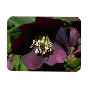 Íman Flor de Páscoa de Rosa com lente roxa