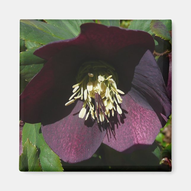 Íman Flor de Páscoa de Rosa com lente roxa (Frente)