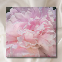 Flor de Peônia Rosa