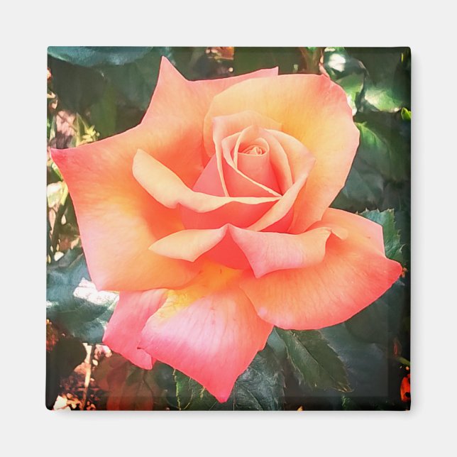 Íman Flor de pêssego (Frente)