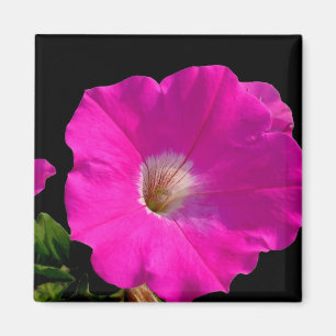 Íman flor de petúnia rosa