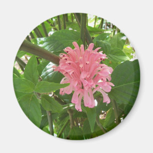 Íman Flor de pluma brasileira