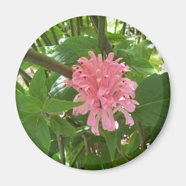 Íman Flor de pluma brasileira (Frente)