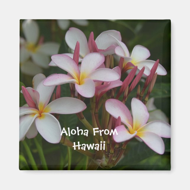 Íman Flor de Plumeria (Frente)