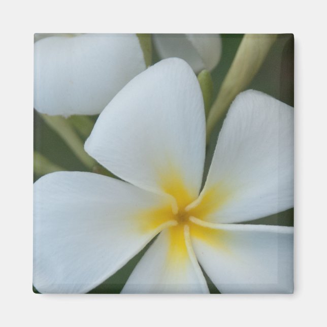 Íman Flor De Plumeria Tropical Branca De Fiji (Frente)