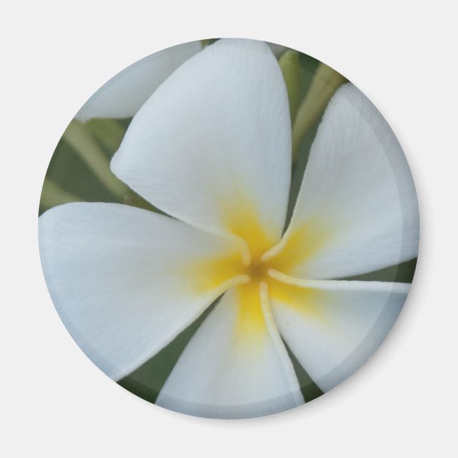 Íman Flor De Plumeria Tropical Branca De Fiji (Frente)