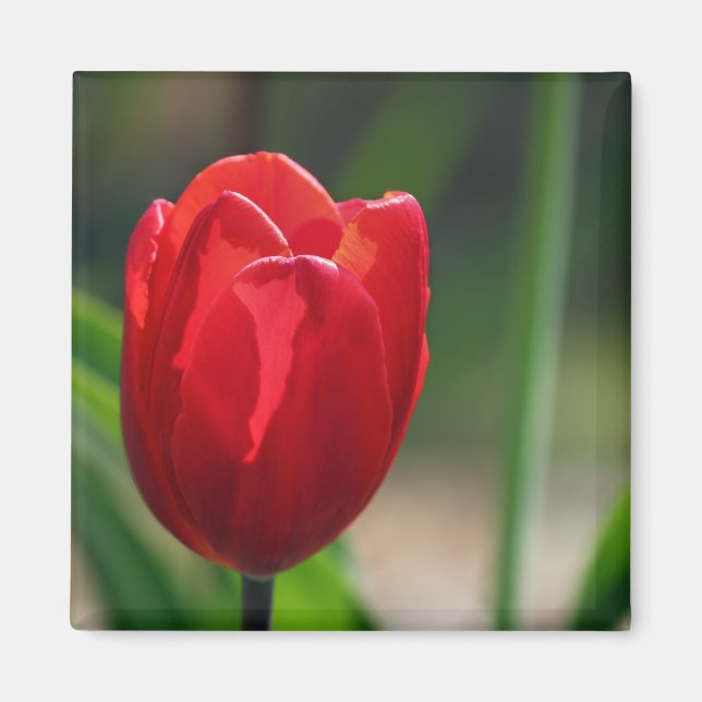 Íman Flor de Primavera de Tulipa Vermelha (Frente)