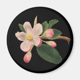 Íman Flor de Rosa Antiga