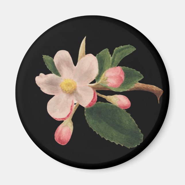Íman Flor de Rosa Antiga (Frente)