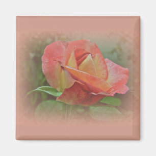 Íman Flor de Rosa de pêssego
