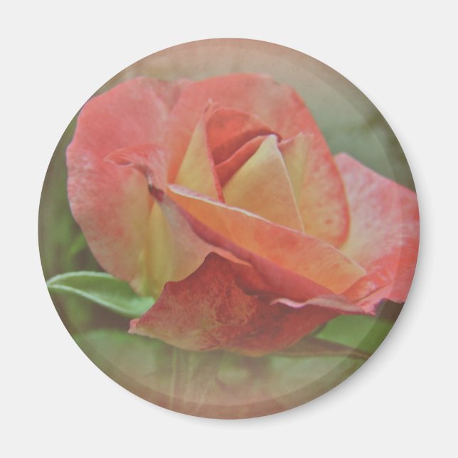 Íman Flor de Rosa de pêssego (Frente)