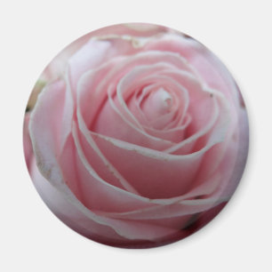 Íman Flor de Rosa Fofa