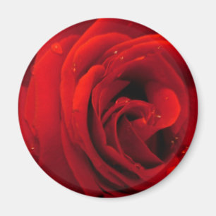 Íman flor de rosa vermelha