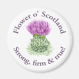 Íman Flor de Scotland. Forte, firme e verdadeiro!
