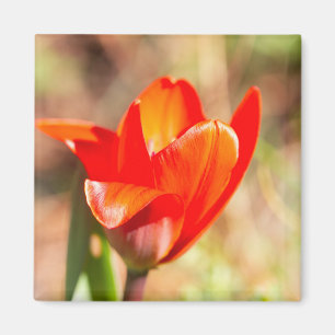 Íman Flor de Tulipas Vermelhas