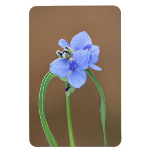Íman Flor de verme