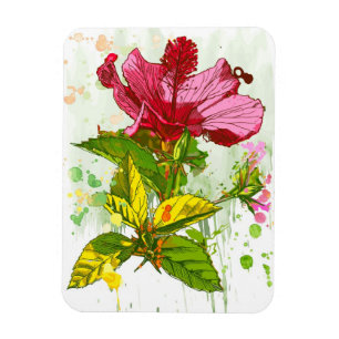Íman Flor do hibiscus - pintura da aguarela